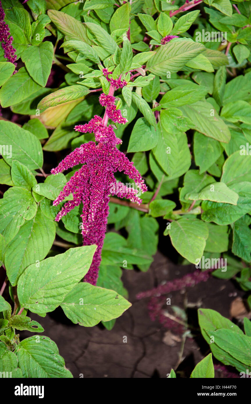 Amaranth is one of the family Amaranthaceae Stock Photo Alamy