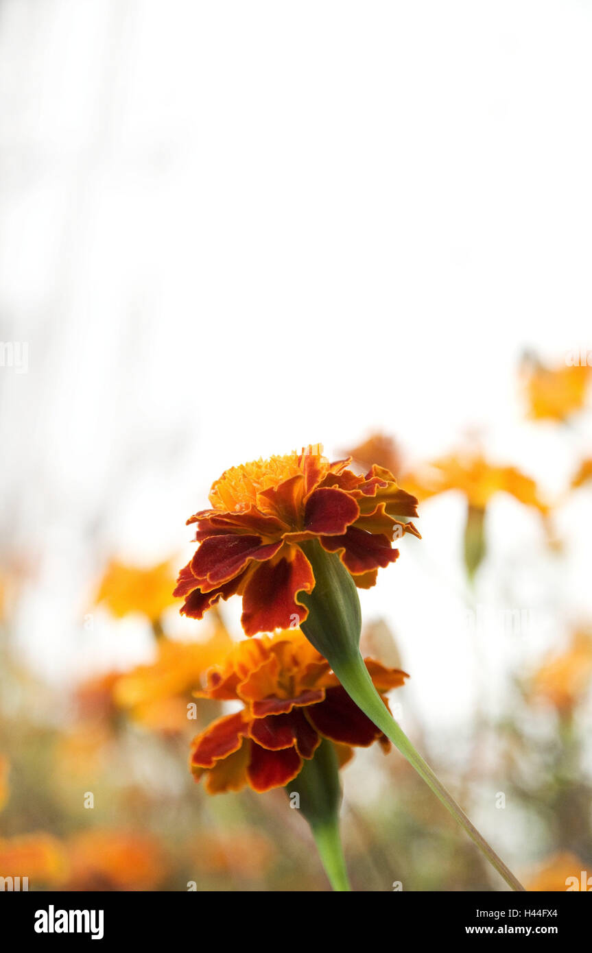 French marigolds, French marigolds spec., there blossom, flowerbed, flowers, plants, French marigolds, blossom, blossoms, period bloom, nature, summery, orange, Stock Photo