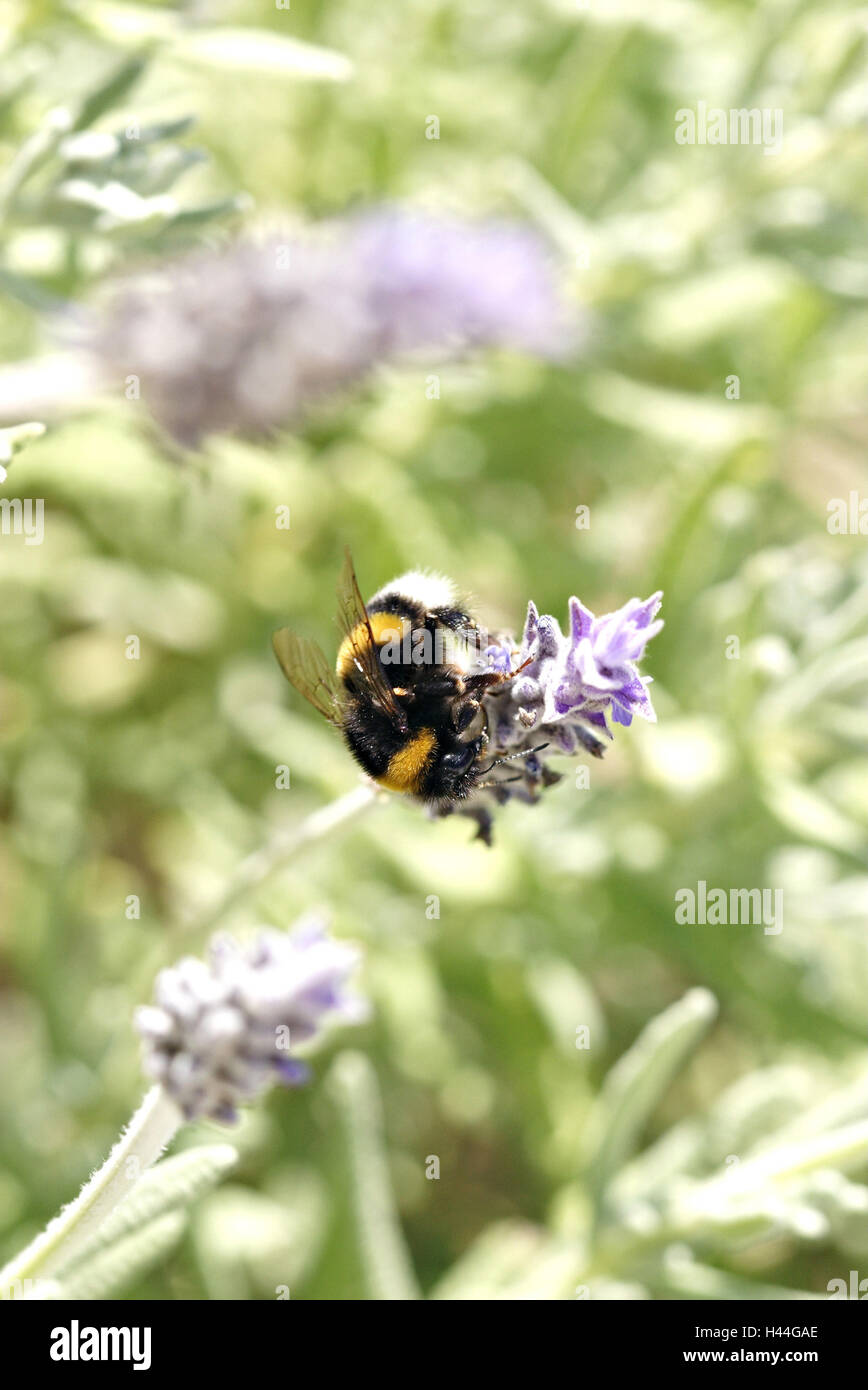 Bumblebee, lavender blossom, Stock Photo