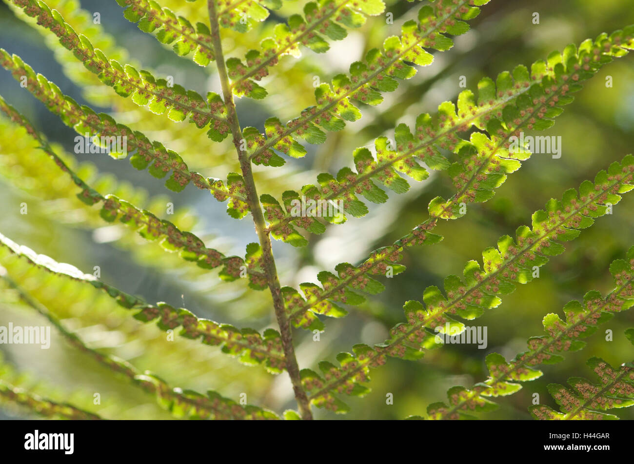 Fern leaves, detail, from below, plant, fern, fern whisk, plant leaves