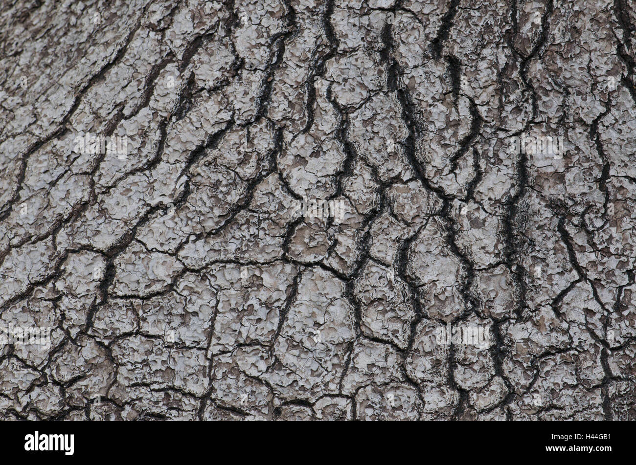 Elephant's foot, Beaucarnea recurvata, to bark, close up, plant, tree, trunk, crust, notches, structure, sample, form, grey, cheek ground, Stock Photo
