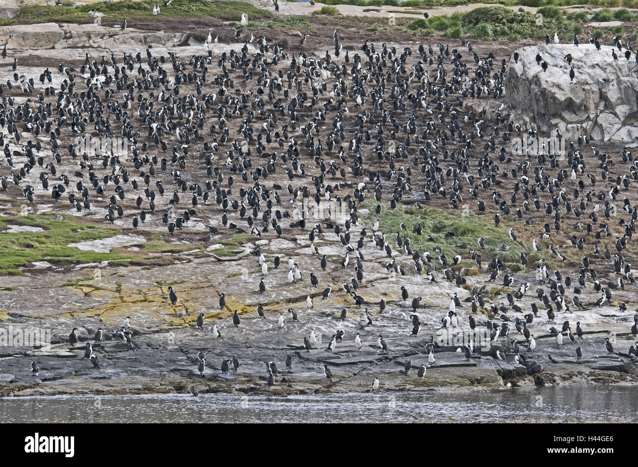 Argentina, Tierra del Fuego, beagle channel, island Alicia, bird's colony, Phalacrocorax atriceps bransfieldensis, Blauaugenscharben, Stock Photo