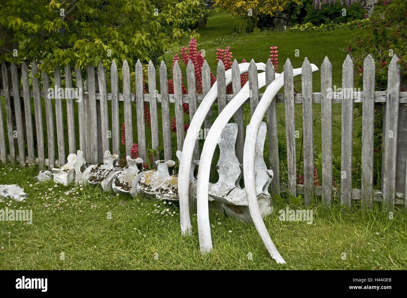 Whale fish bone hires stock photography and images Alamy