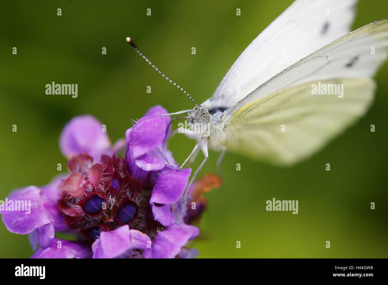 Cabbage white butterfly, Pieris brassicae, blossom, sitting, Stock Photo