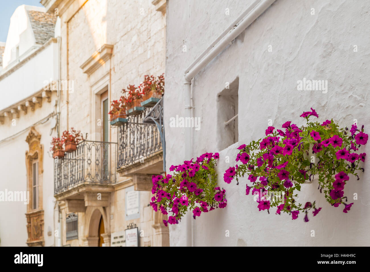 locorotondo in Apulia, Italy, hanging flowers of whitewashed houses on narrow streets Stock Photo