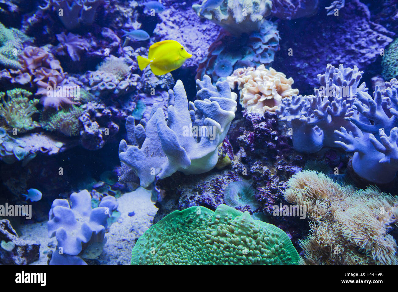Spain, Catalonia, Barcelona, aquarium, lemon fin surgeonfish, zebrasoma flavescens, Stock Photo