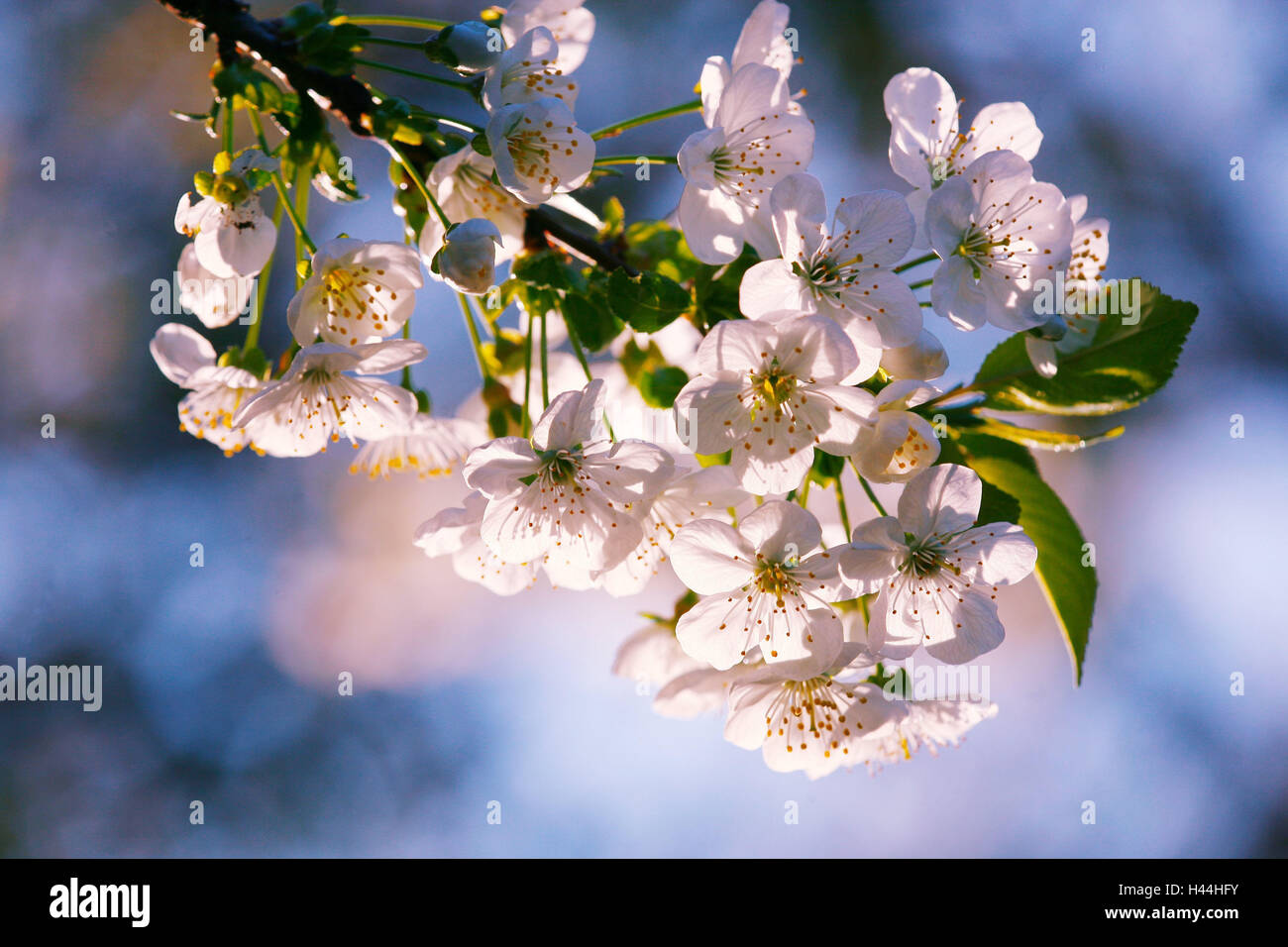 Sour cherry, Prunus cerasus, flowering branch, Stock Photo
