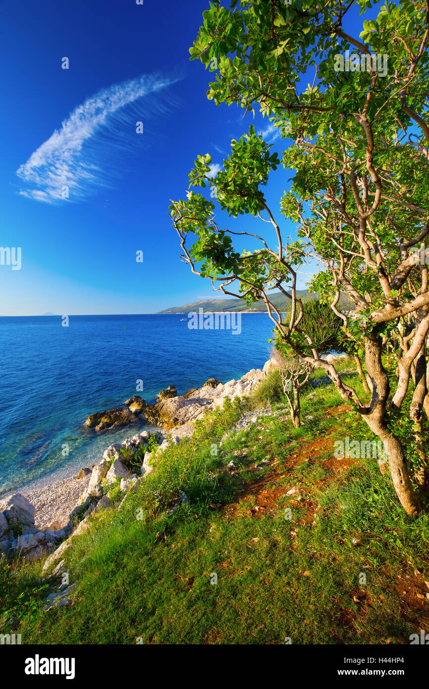 Amazing rocky beach with cristalic clean sea water with pine trees n the coast of Adriatic Sea, Istria, Croatia Stock Photo