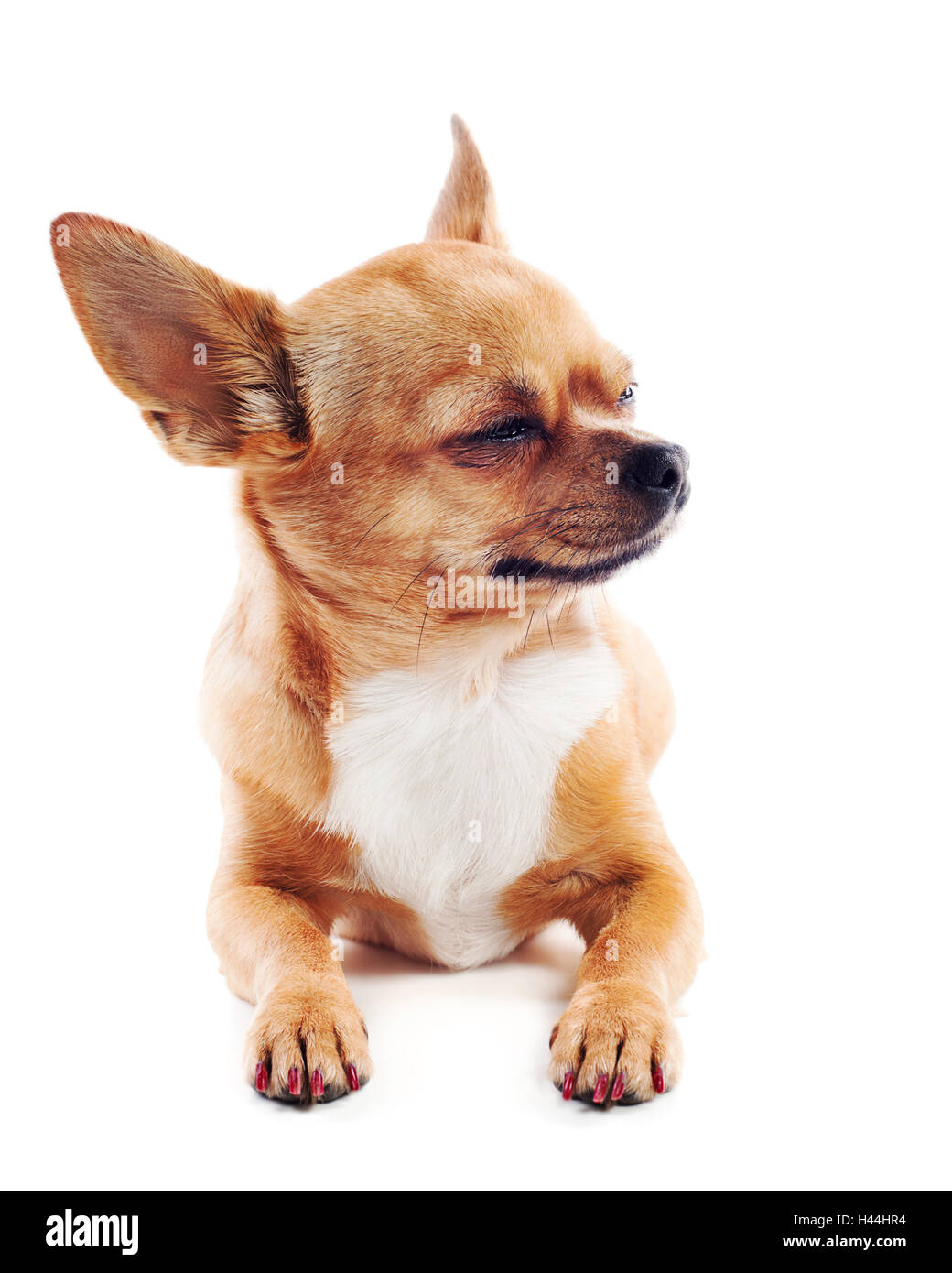 Red chihuahua dog isolated on white background Stock Photo - Alamy