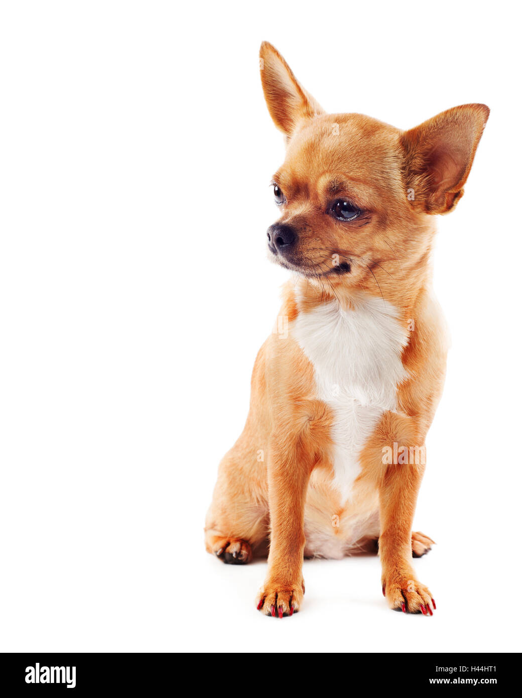 Red chihuahua dog isolated on white background Stock Photo - Alamy