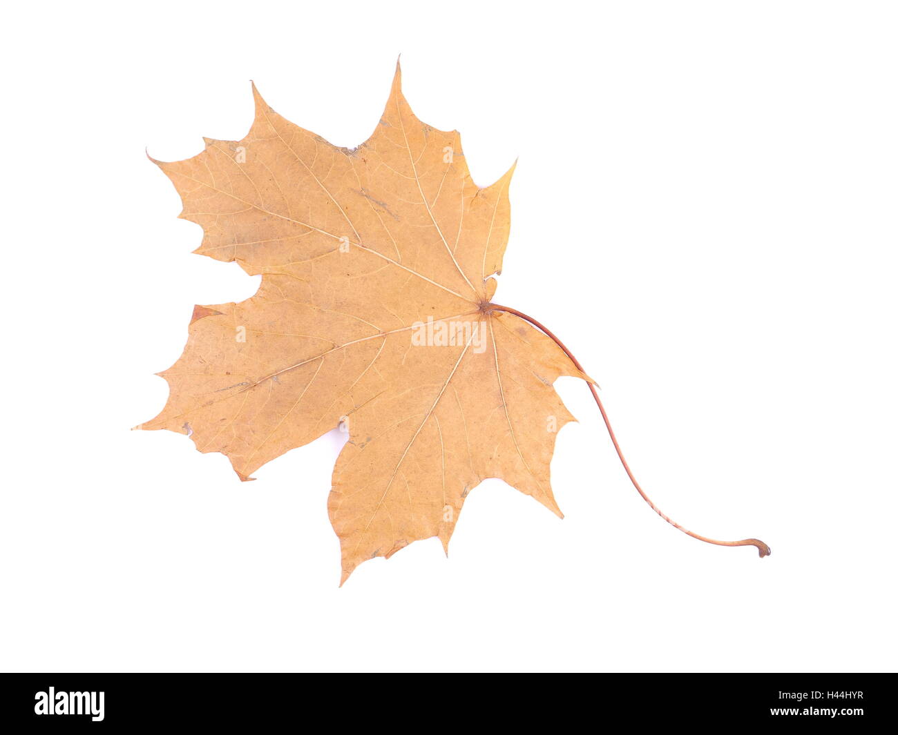 dry maple leaf on a white background Stock Photo - Alamy