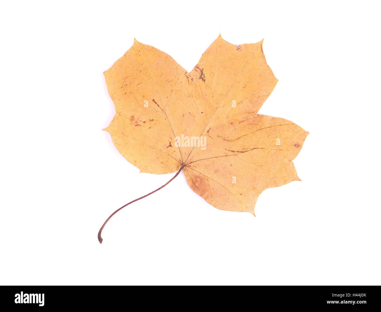 dry maple leaf on a white background Stock Photo - Alamy