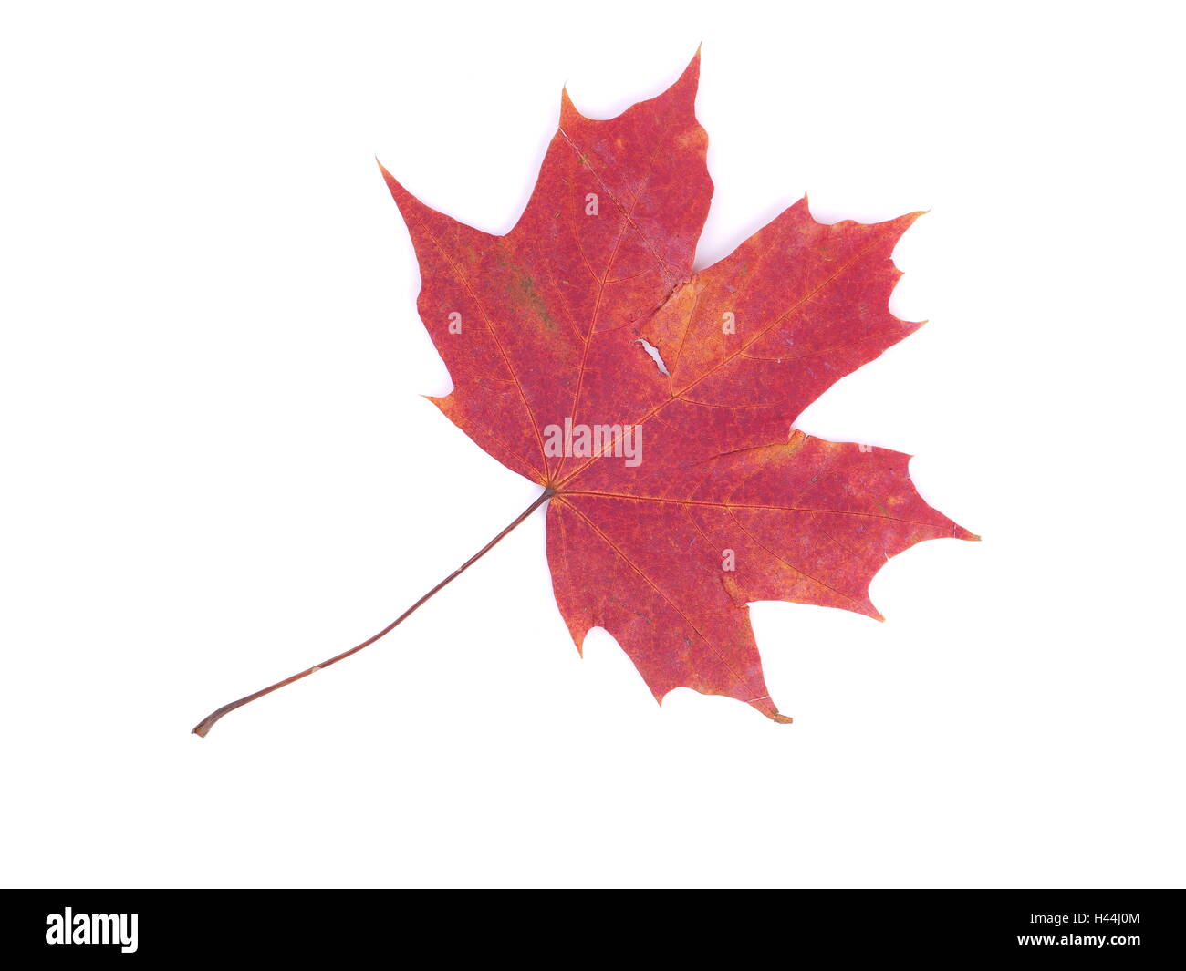dry maple leaf on a white background Stock Photo - Alamy