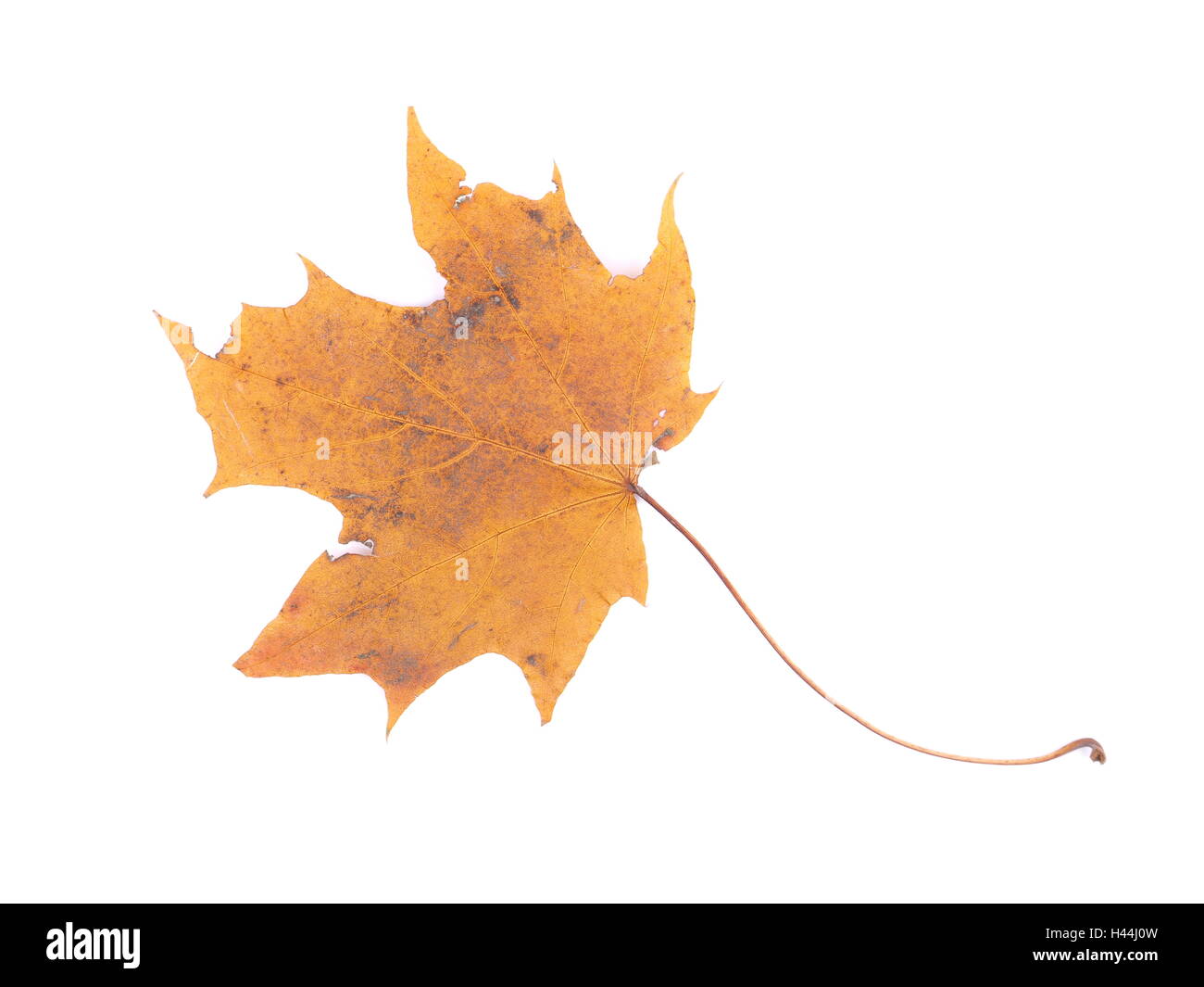 dry maple leaf on a white background Stock Photo - Alamy