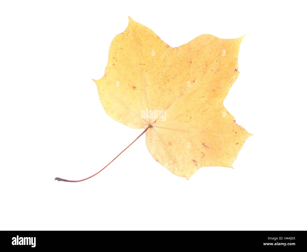 dry maple leaf on a white background Stock Photo - Alamy