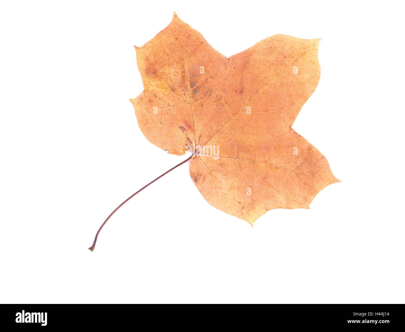 dry maple leaf on a white background Stock Photo - Alamy