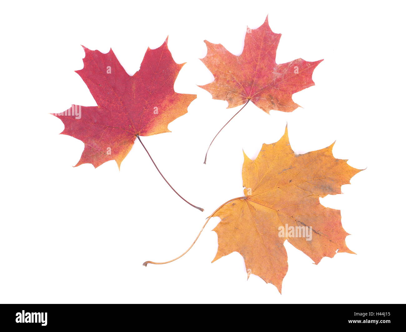 dry maple leaf on a white background Stock Photo - Alamy