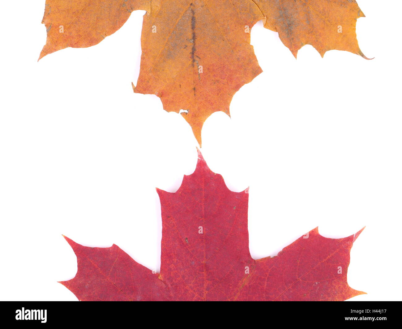 dry maple leaf on a white background Stock Photo - Alamy