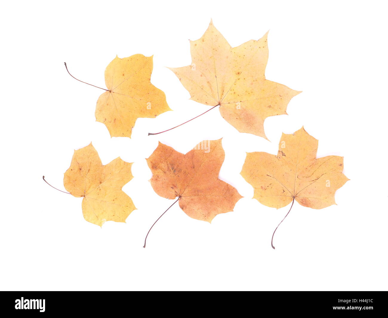 dry maple leaf on a white background Stock Photo - Alamy
