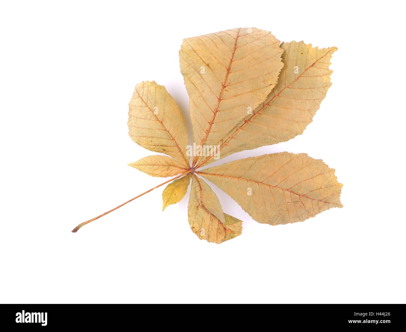 dry leaves of chestnut on a white background Stock Photo - Alamy