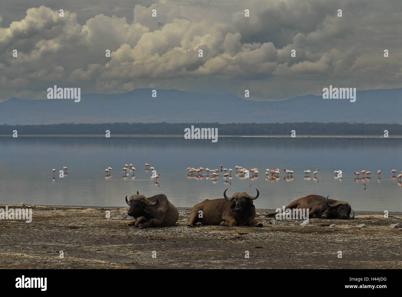 Africa, Kenya, Nakuru lake, flamingo, shore, water buffalo, Stock Photo
