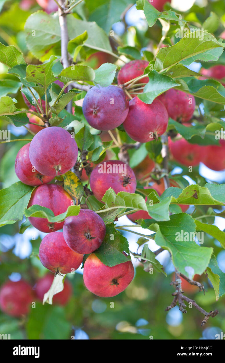 Apple-tree, branch, apples, red, ripe, medium close-up, Stock Photo