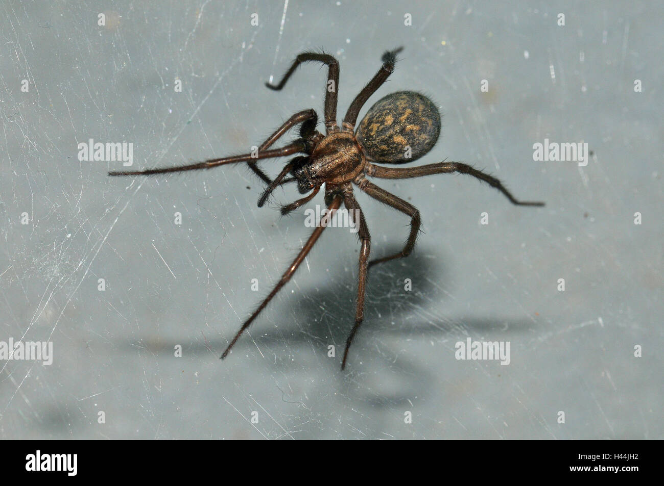 Big angle spider, house spider, spinning network, corner, Stock Photo