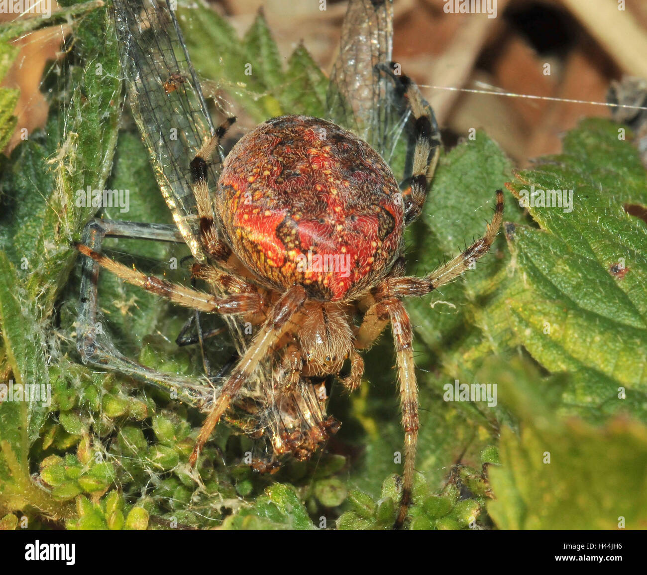 Marbled garden spider, red, prey, feather dragonfly, stinging nettle, female, Stock Photo