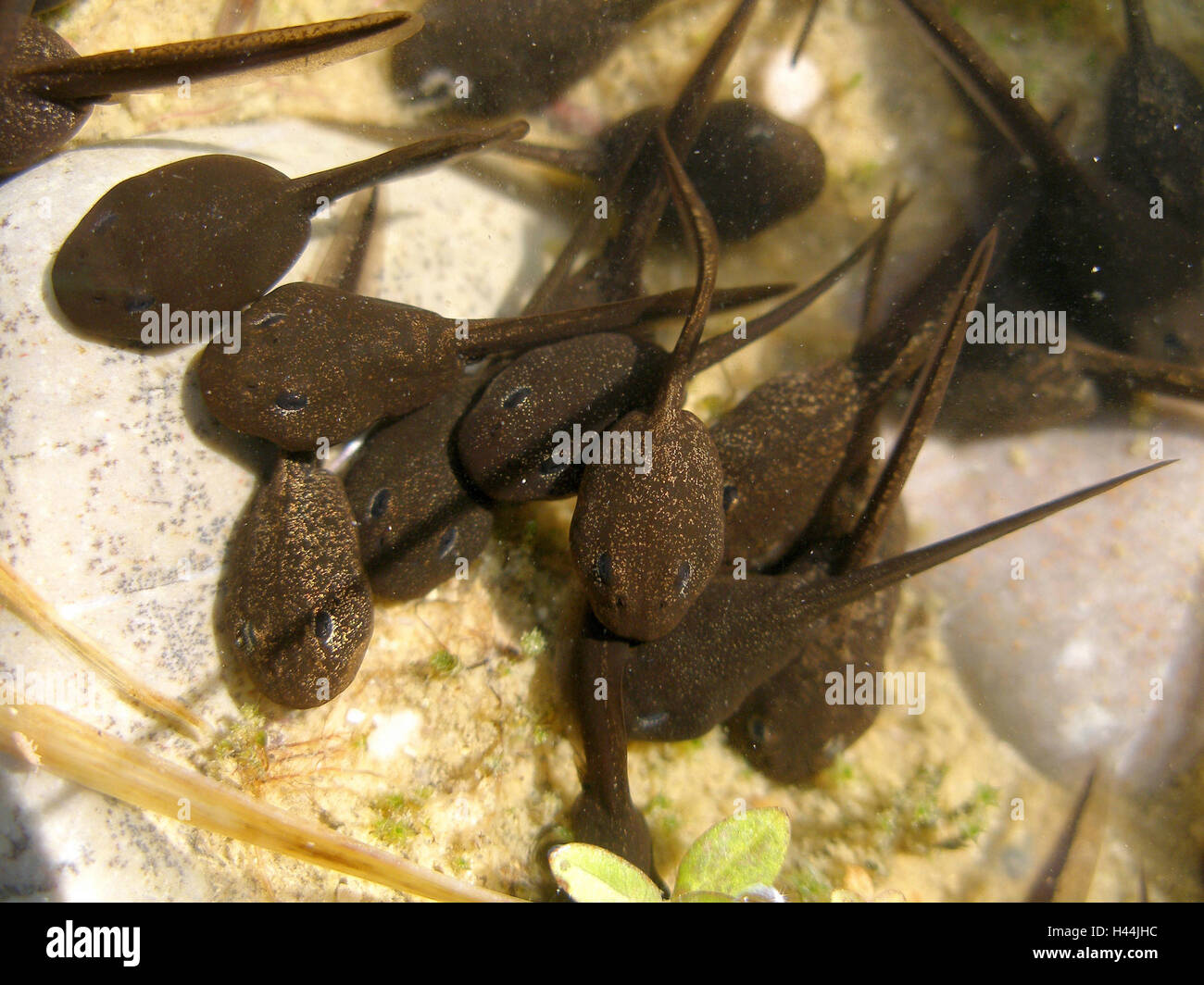 Tadpoles, grass frog Stock Photo Alamy