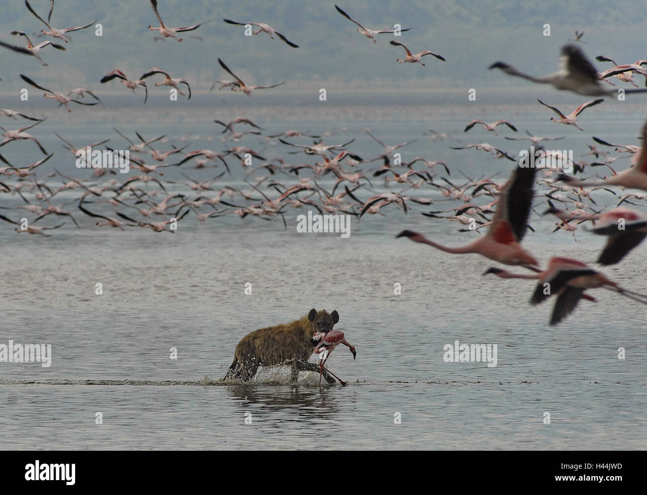 Africa, Kenya, Nakuru lake, flamingo, Hyäne, prey, Stock Photo