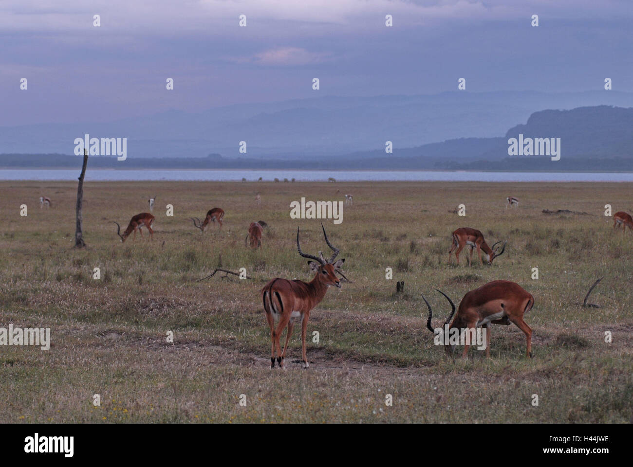 Africa, Kenya, Nakuru lake, shore, impala, Stock Photo