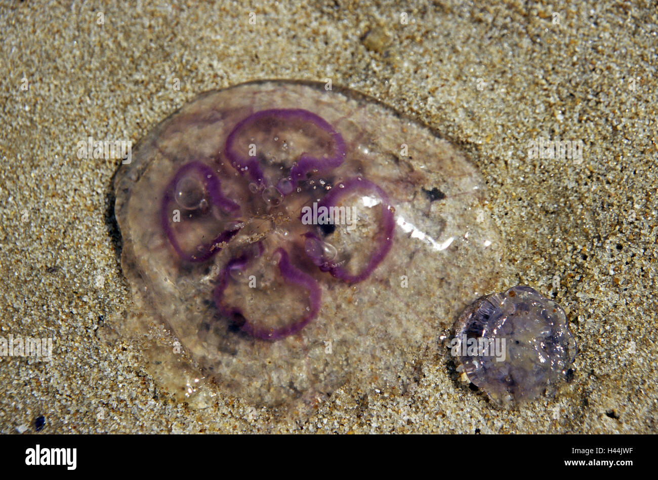 Sylt, Rantum, jellyfishes on the beach, Stock Photo