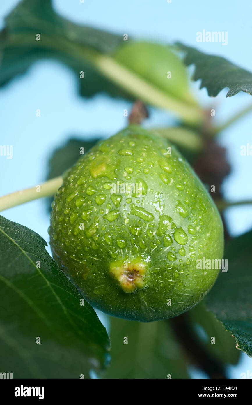 Cowardly, drops water, ficus, fruit, maturing, branch, leaves, fig tree