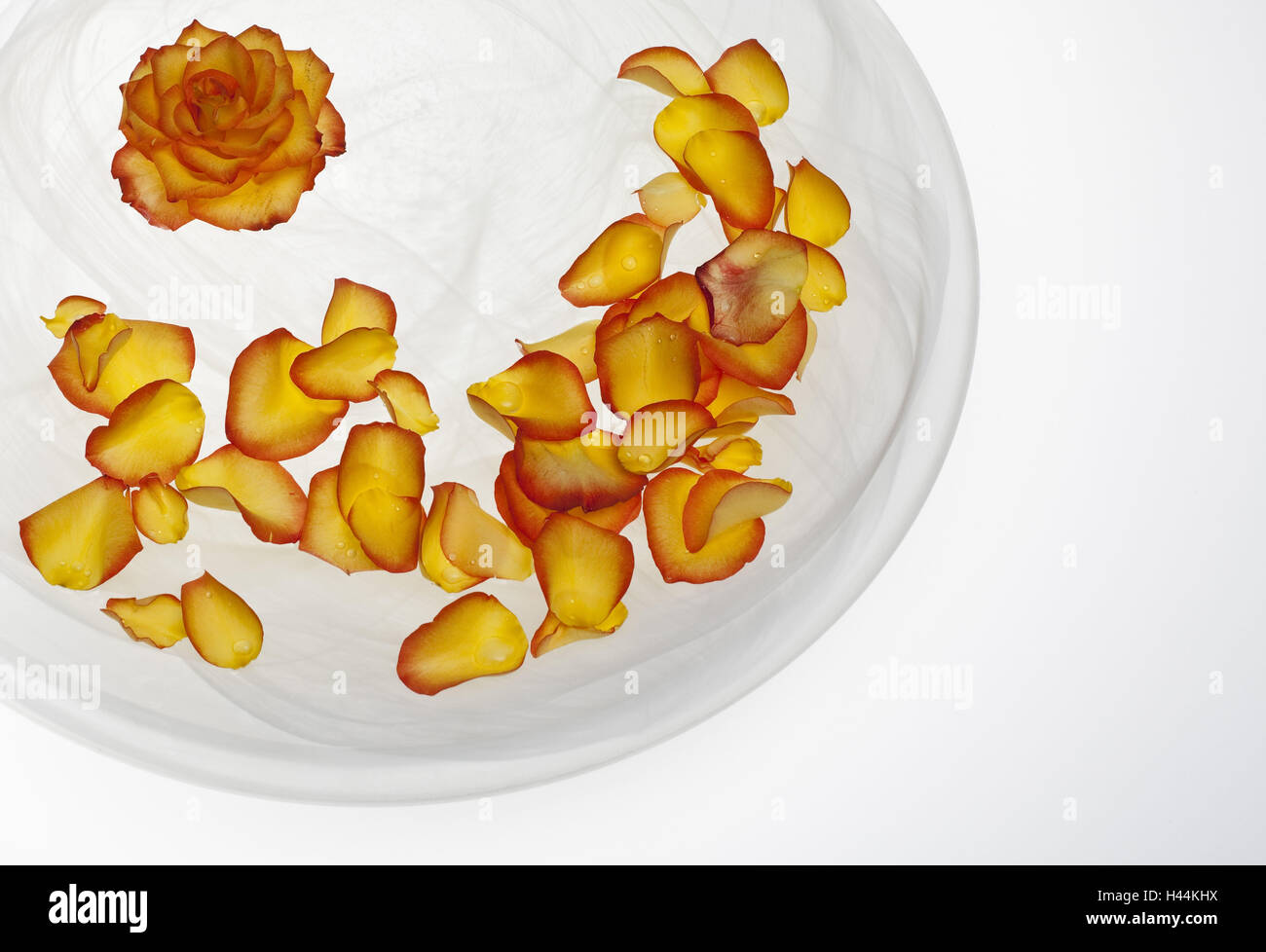 Rose, petals, water bowl Stock Photo Alamy