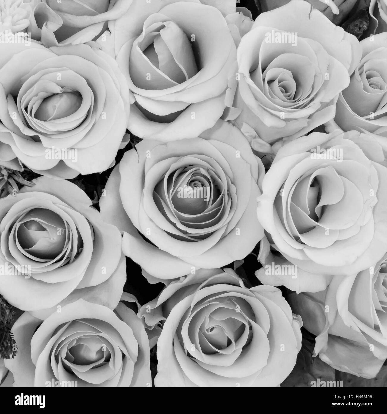Featured image of post Rose Hintergrundbild Schwarz Wei Schone schwarze rosen schwarze rosen schwarzweiss hintergrund