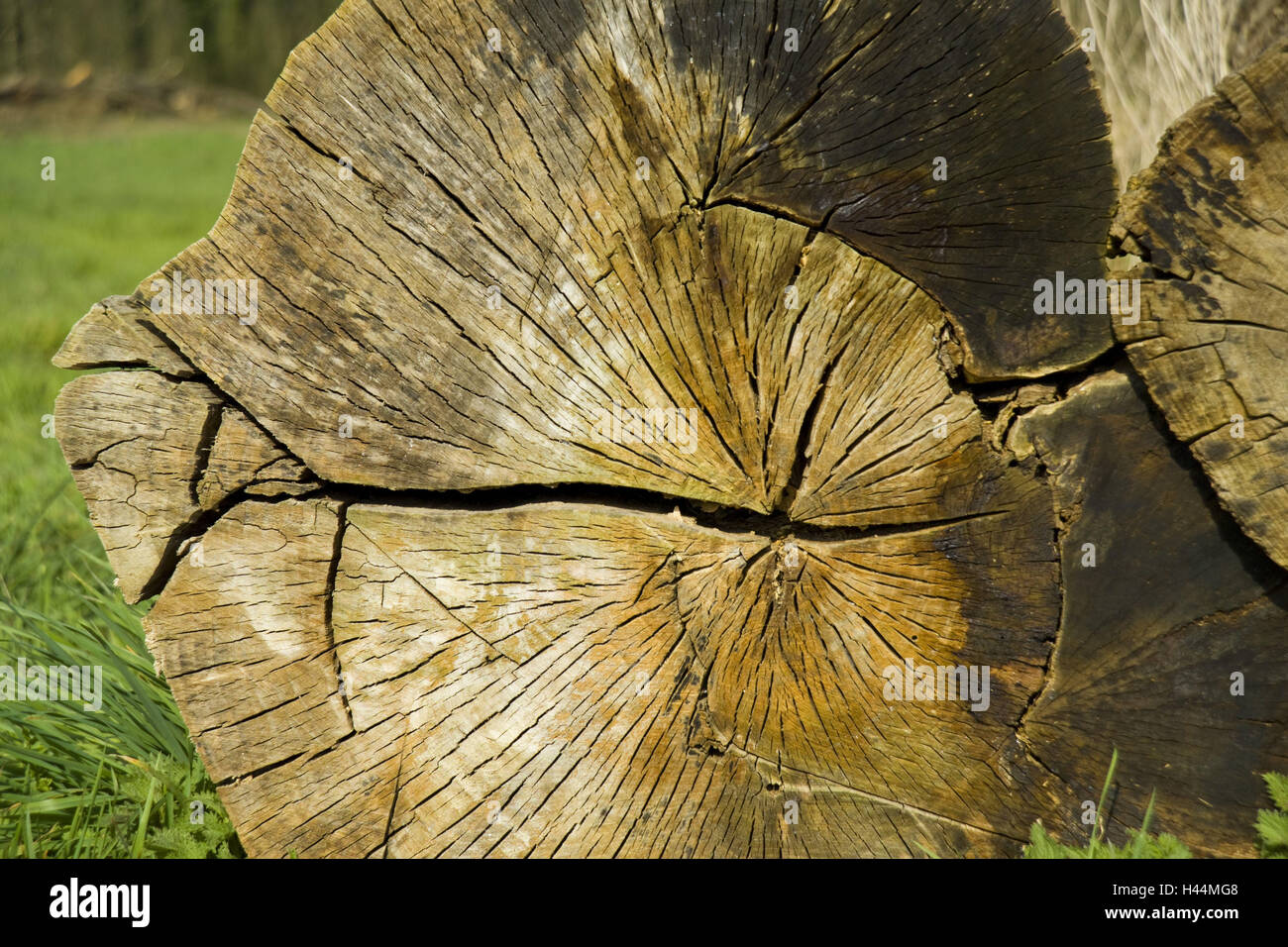 Trunk, cross-sectional area, Stock Photo