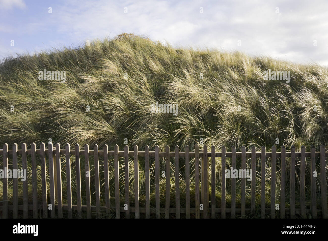 Dune, dune grass, wooden picket fence, Stock Photo