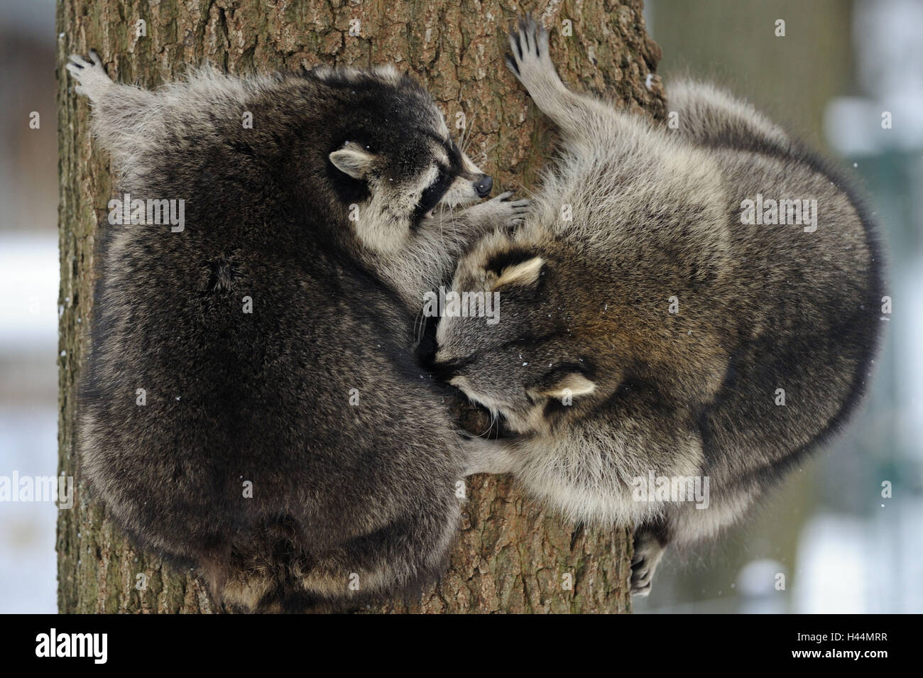 Racoons, Procyon lotor, winter, tree, climb Stock Photo Alamy