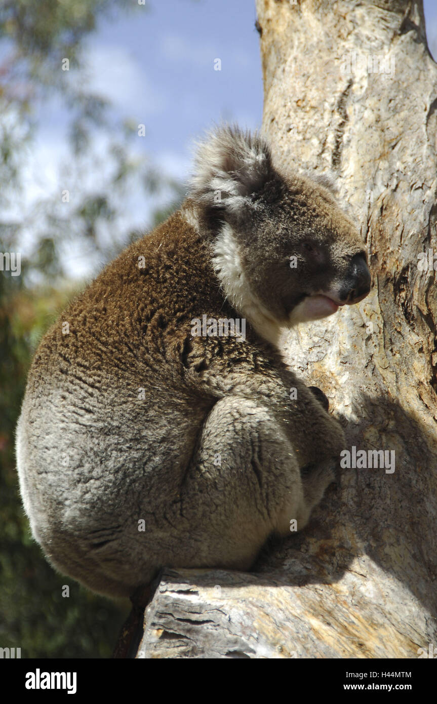 Australia, koala, tree Stock Photo Alamy