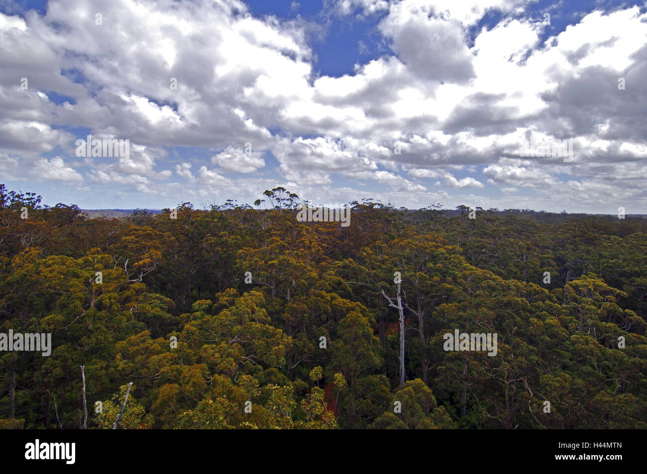 Australia, wood, trees, leaf roof Stock Photo Alamy