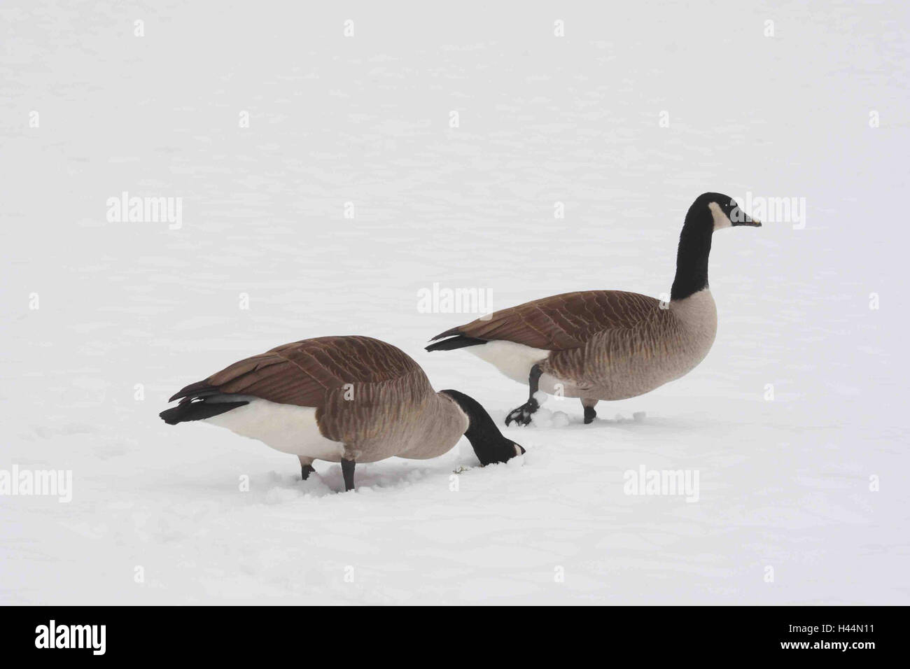 Canada geese, snow, lining search, landscape format, North America ...