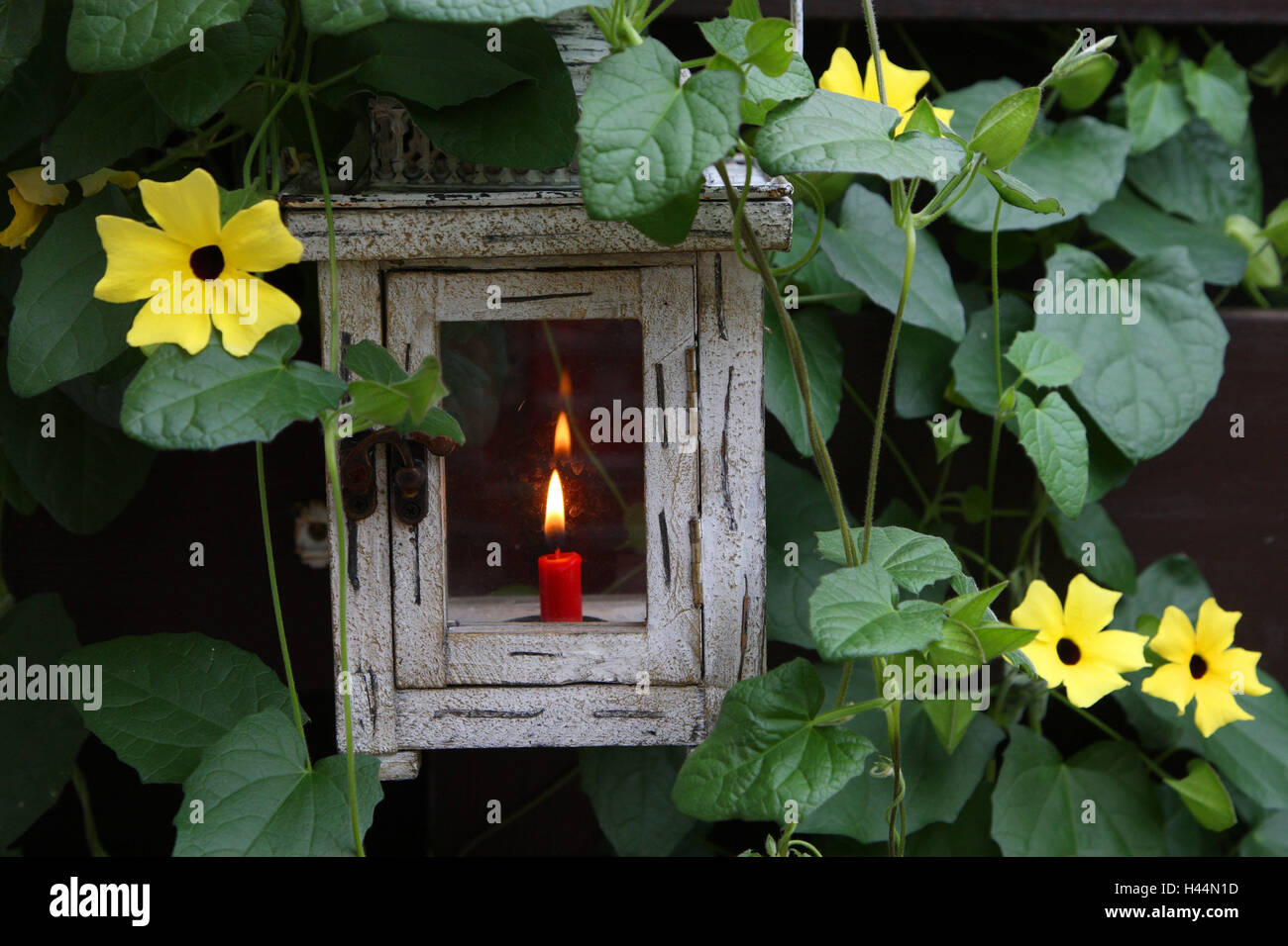 Lantern, candle, burn, climbing plant, flowers, plant, climber, tendrils, blossom, yellow
