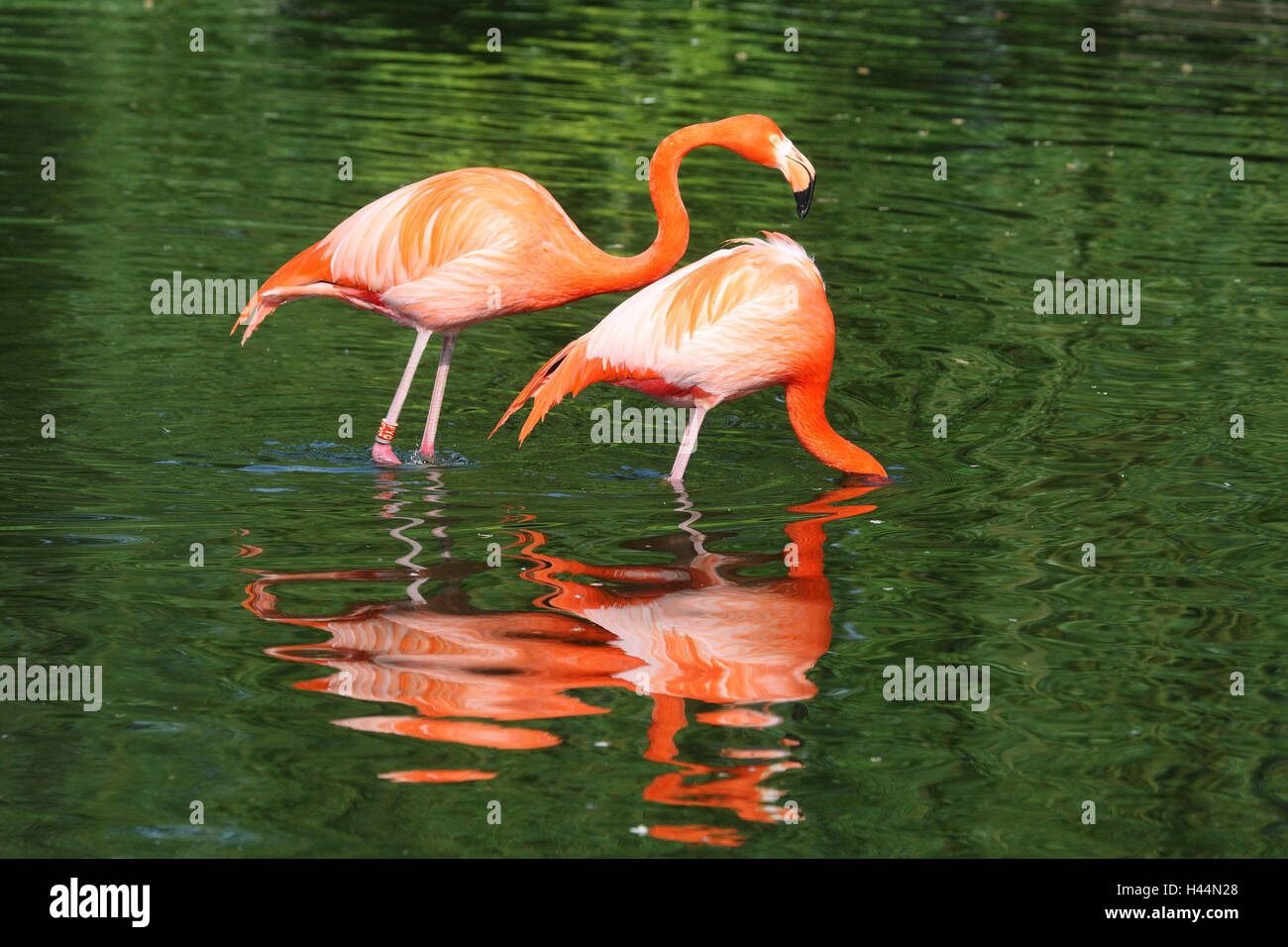 Chile flamingos, Phoenicopterus chilensis, two, lake, Stock Photo