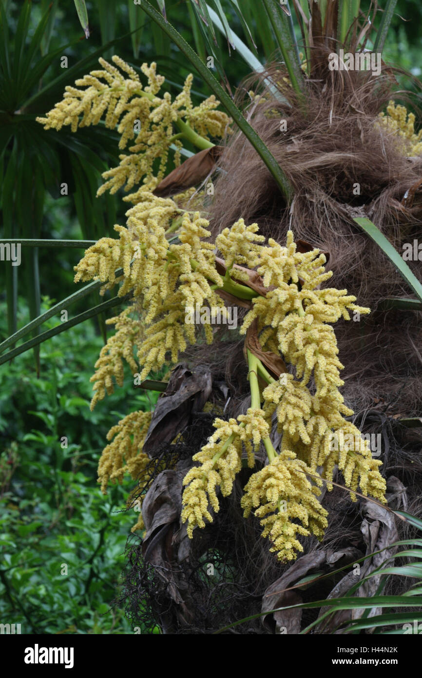 Chinese hemp palm, Trachycarpus fortunei, inflorescences, Stock Photo
