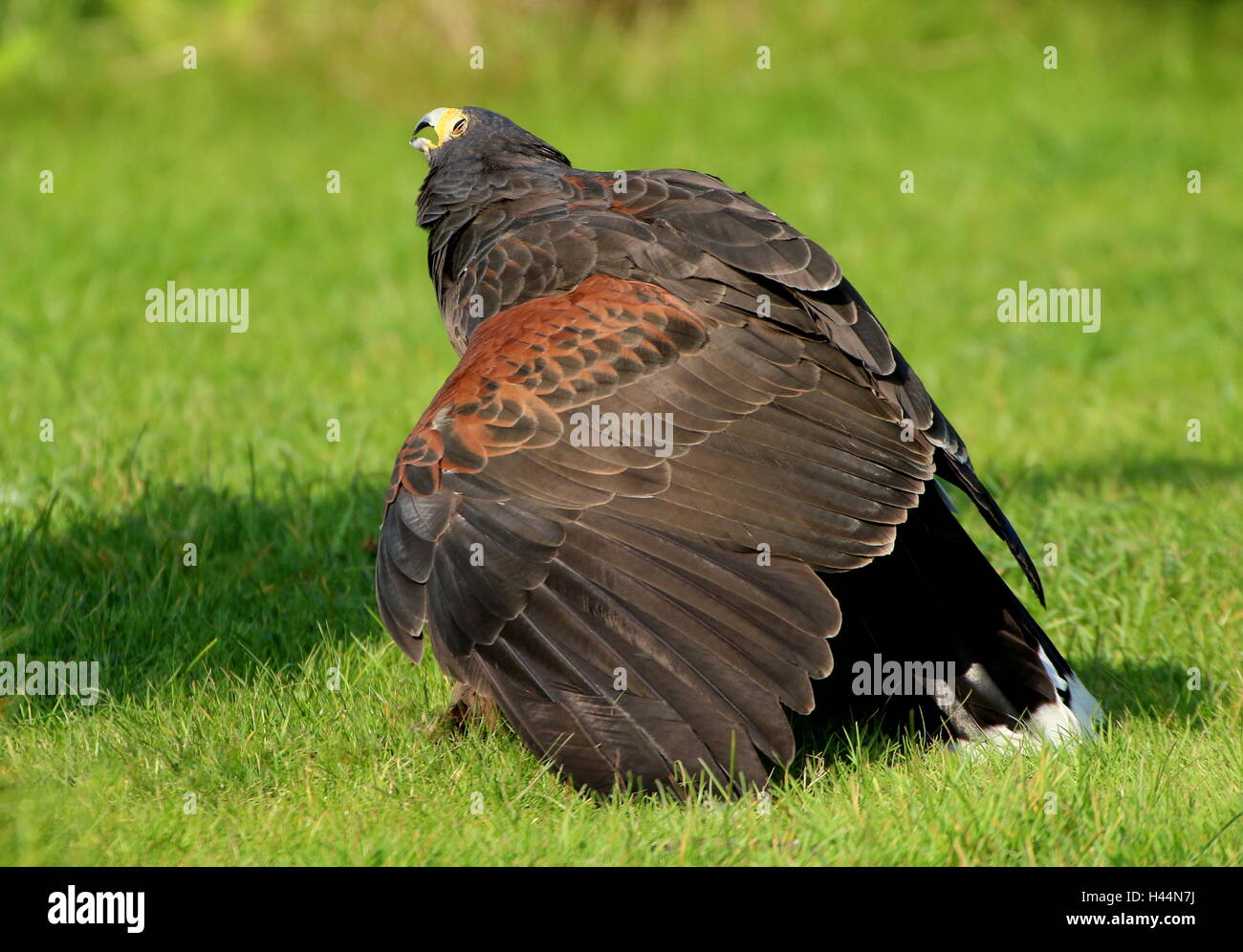 North American Harris's Hawk (Parabuteo unicinctus) shielding his prey.   A.k.a. Bay-winged or dusky hawk Stock Photo