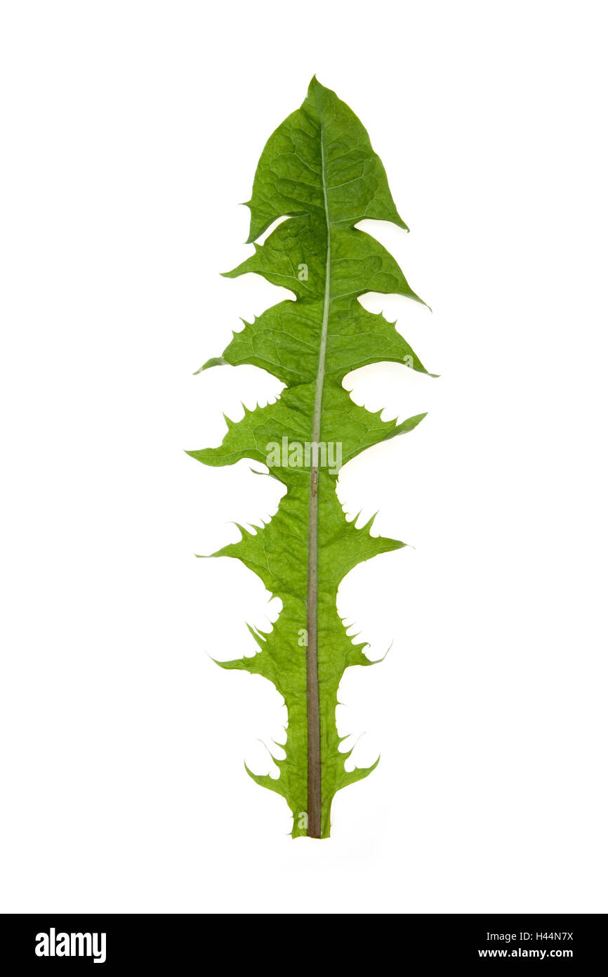 Dandelion leaves, Stock Photo