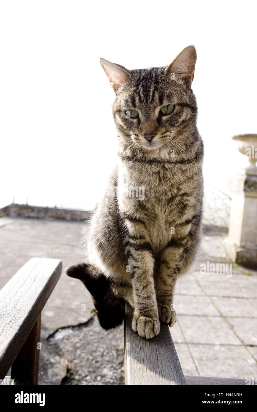 cat, terrace, sit, back light, Stock Photo