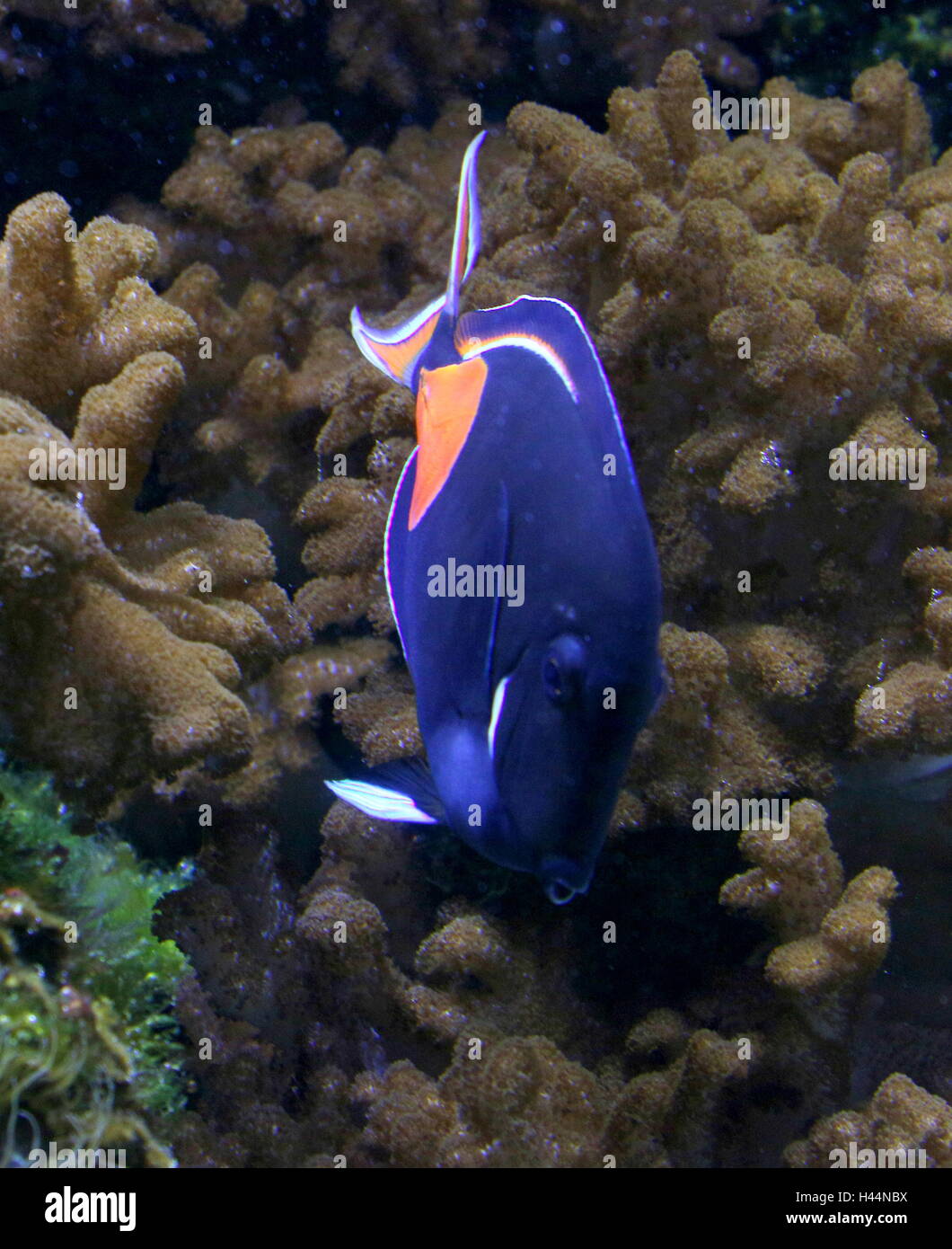 Pacific Achilles tang or  Achilles surgeonfish (Acanthurus achilles) Stock Photo