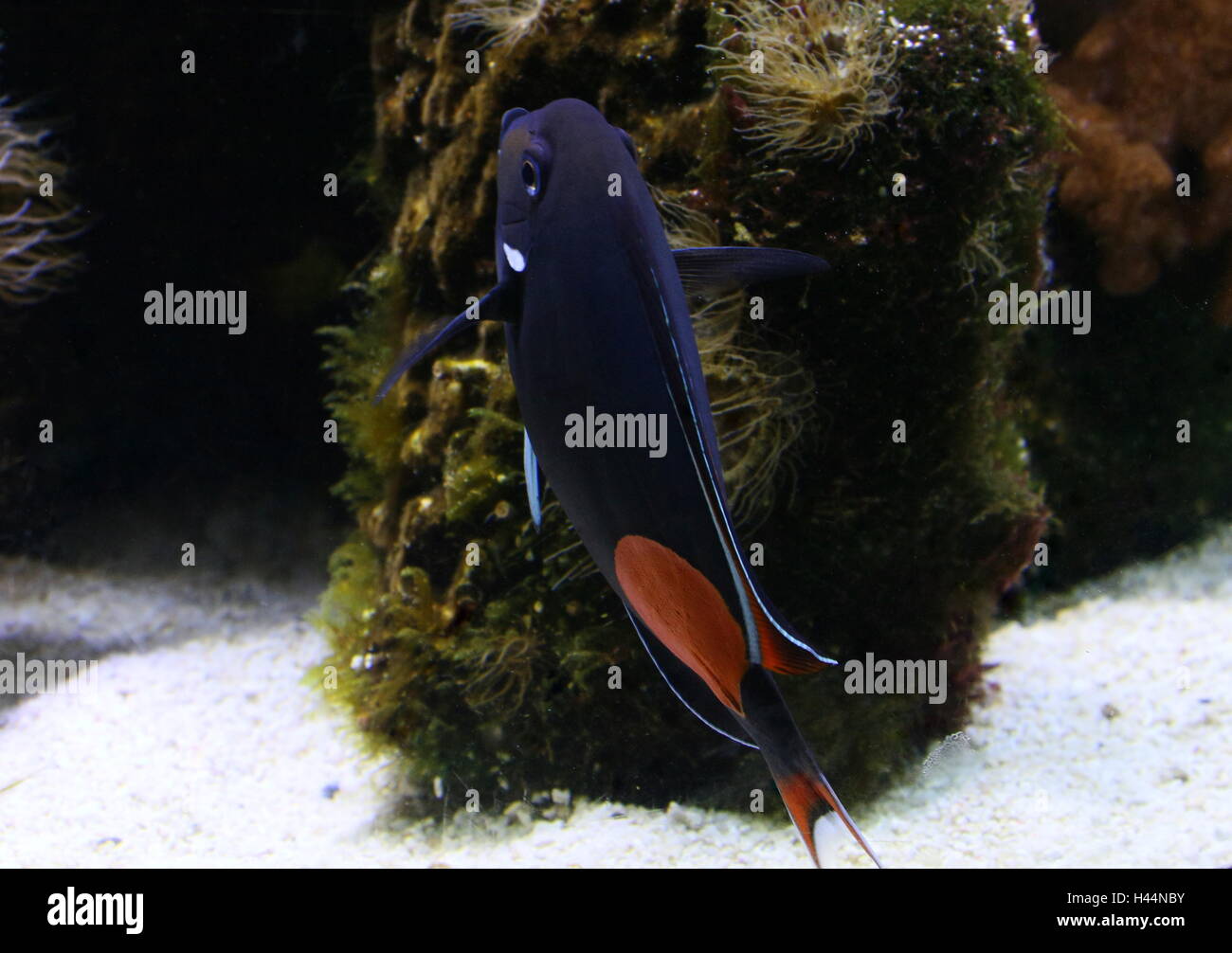 Pacific Achilles tang or  Achilles surgeonfish (Acanthurus achilles) Stock Photo