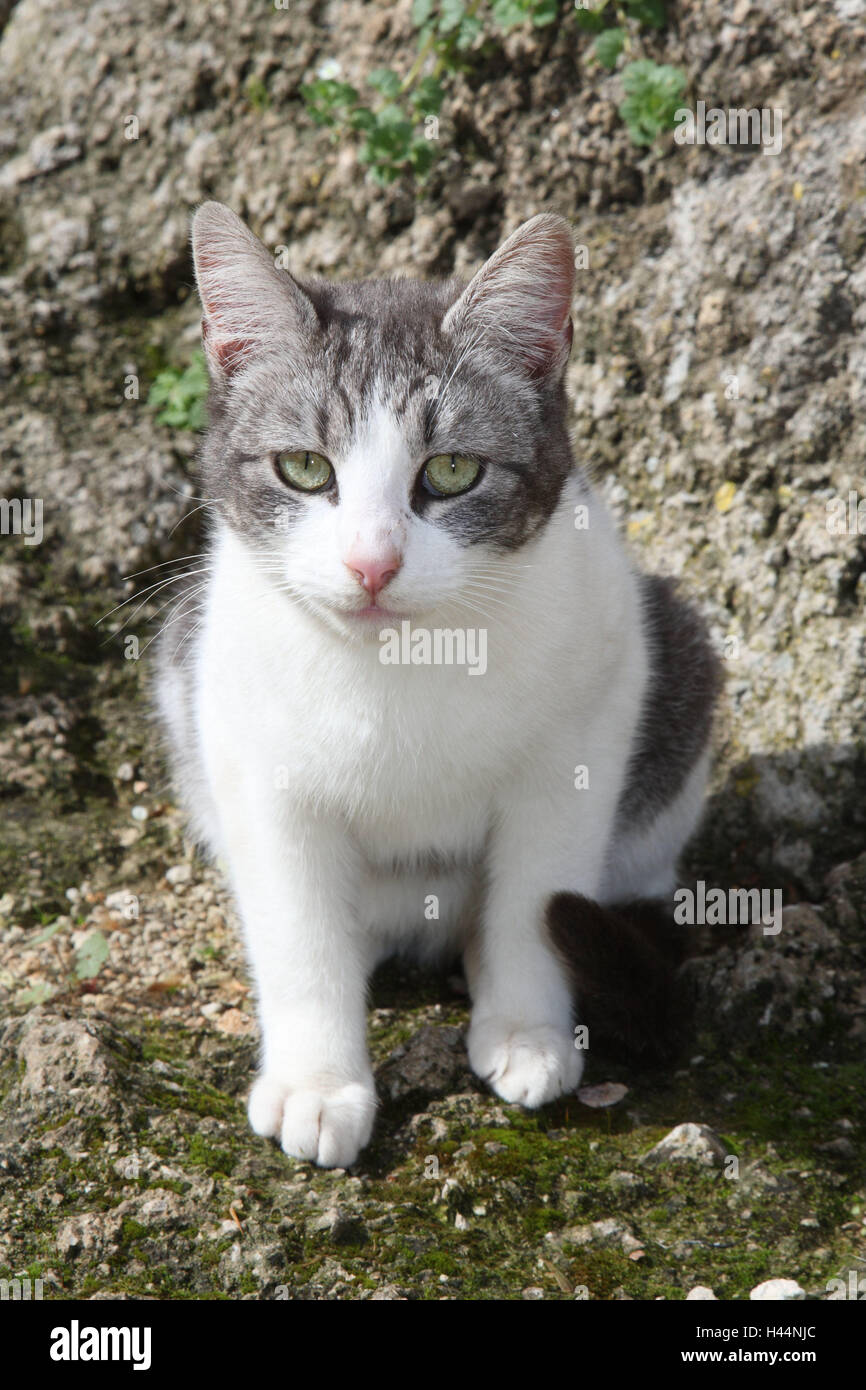 Cat, greyish white, sit, animals, mammals, pets, small cats, Felidae, domesticates, house cat, without Lord, day release prisoners, stray, street cat, white-striped, look, front view, individually, only, outside, Spain, Stock Photo